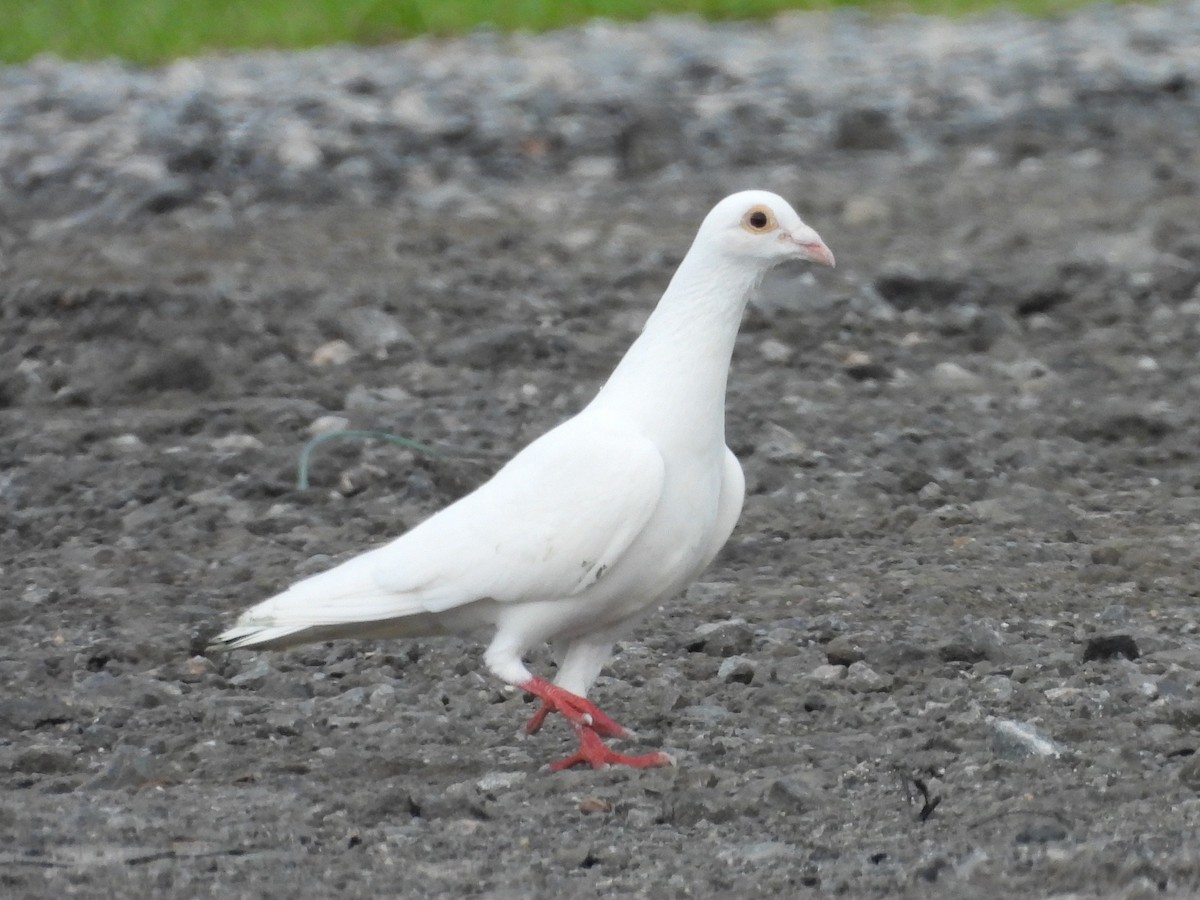 Haitz-usoa (etxekoa) - ML468663901