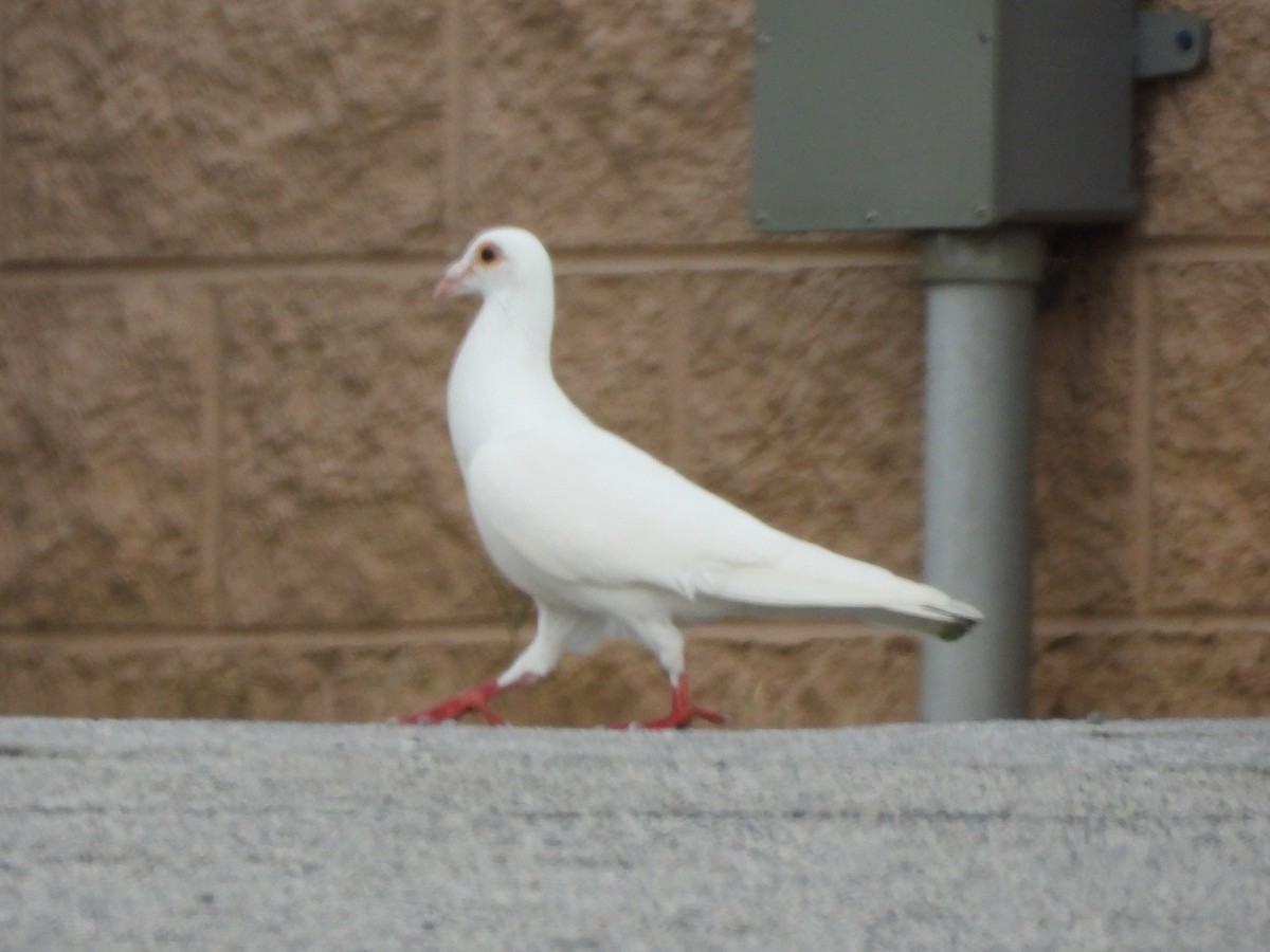 Pigeon biset (forme domestique) - ML468663911