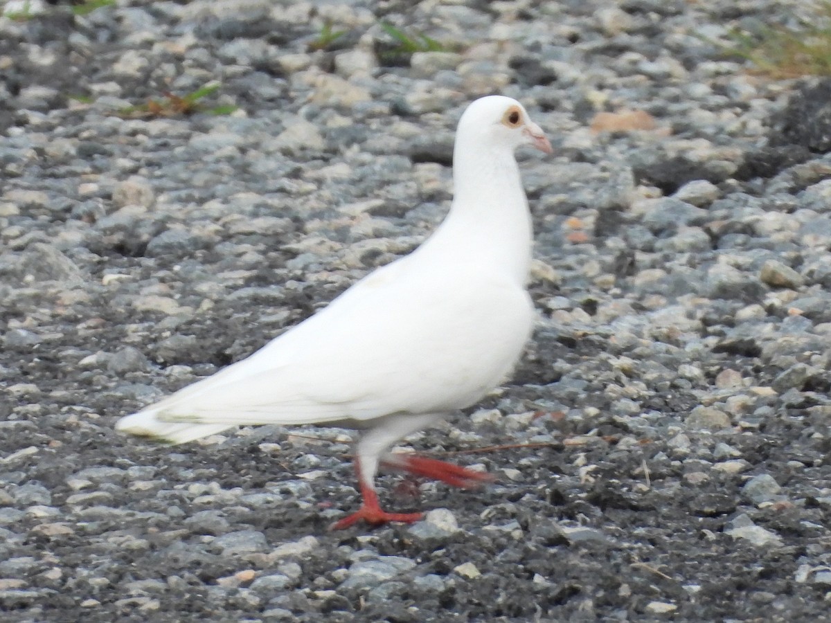 Haitz-usoa (etxekoa) - ML468663921