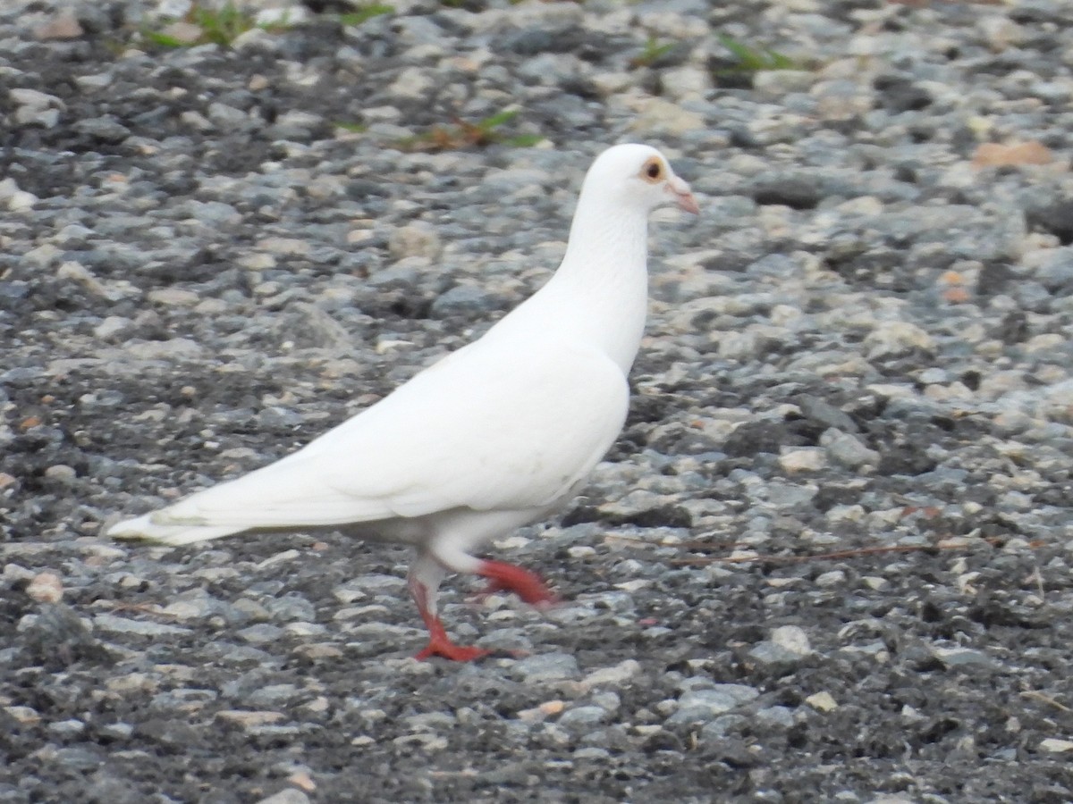 Haitz-usoa (etxekoa) - ML468663931