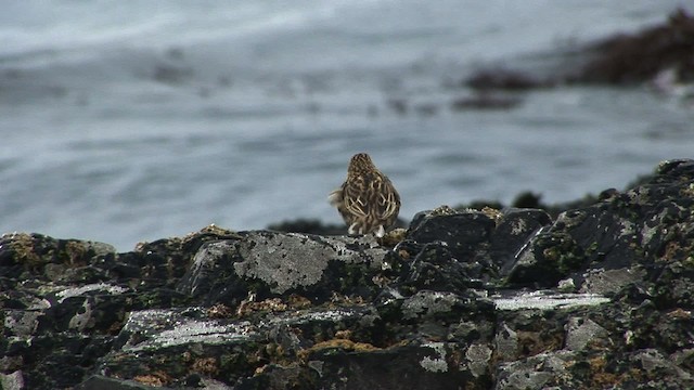 South Georgia Pipit - ML468664