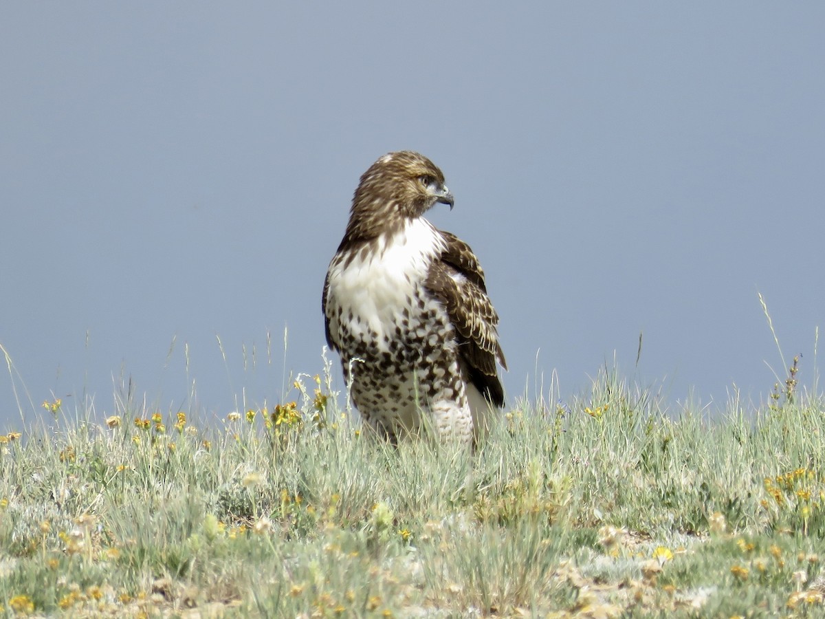 Red-tailed Hawk - ML468665211