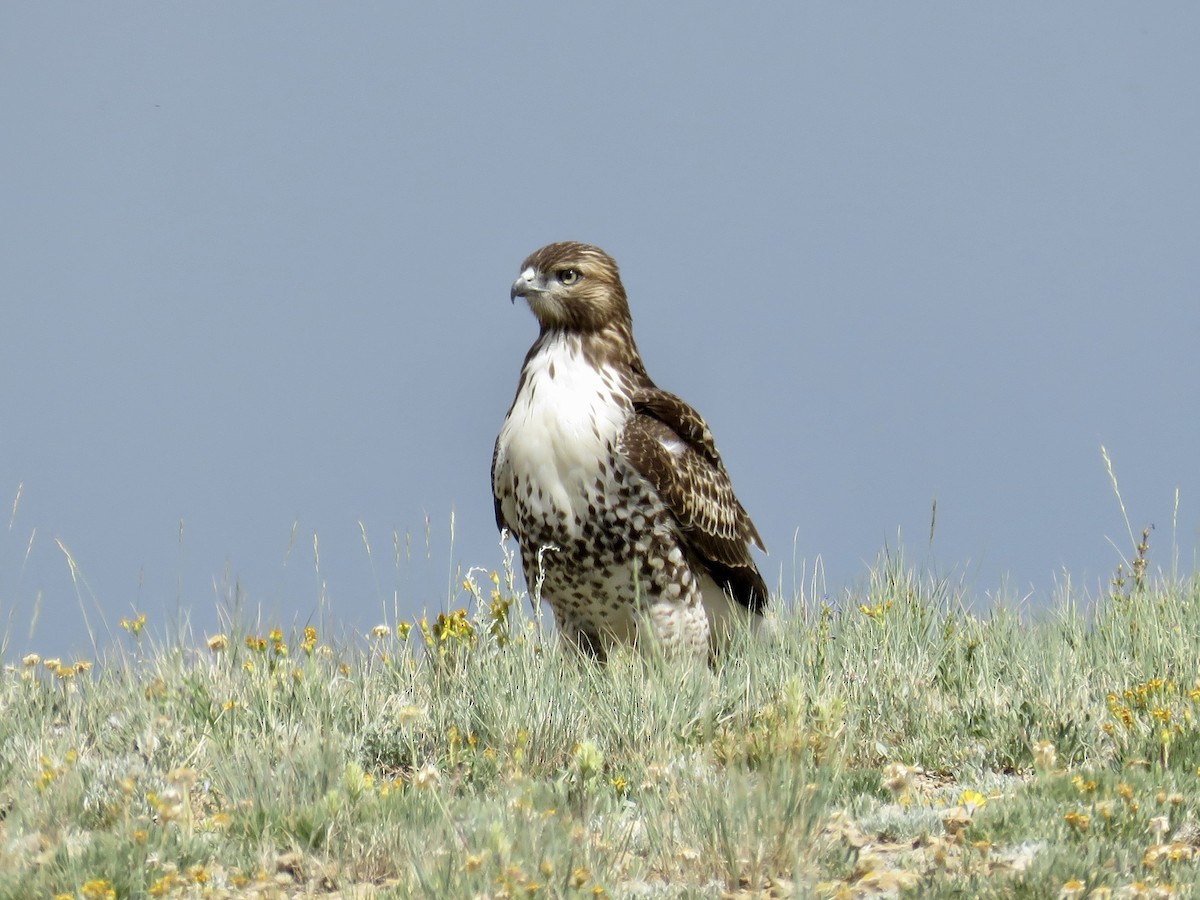 Red-tailed Hawk - ML468665221