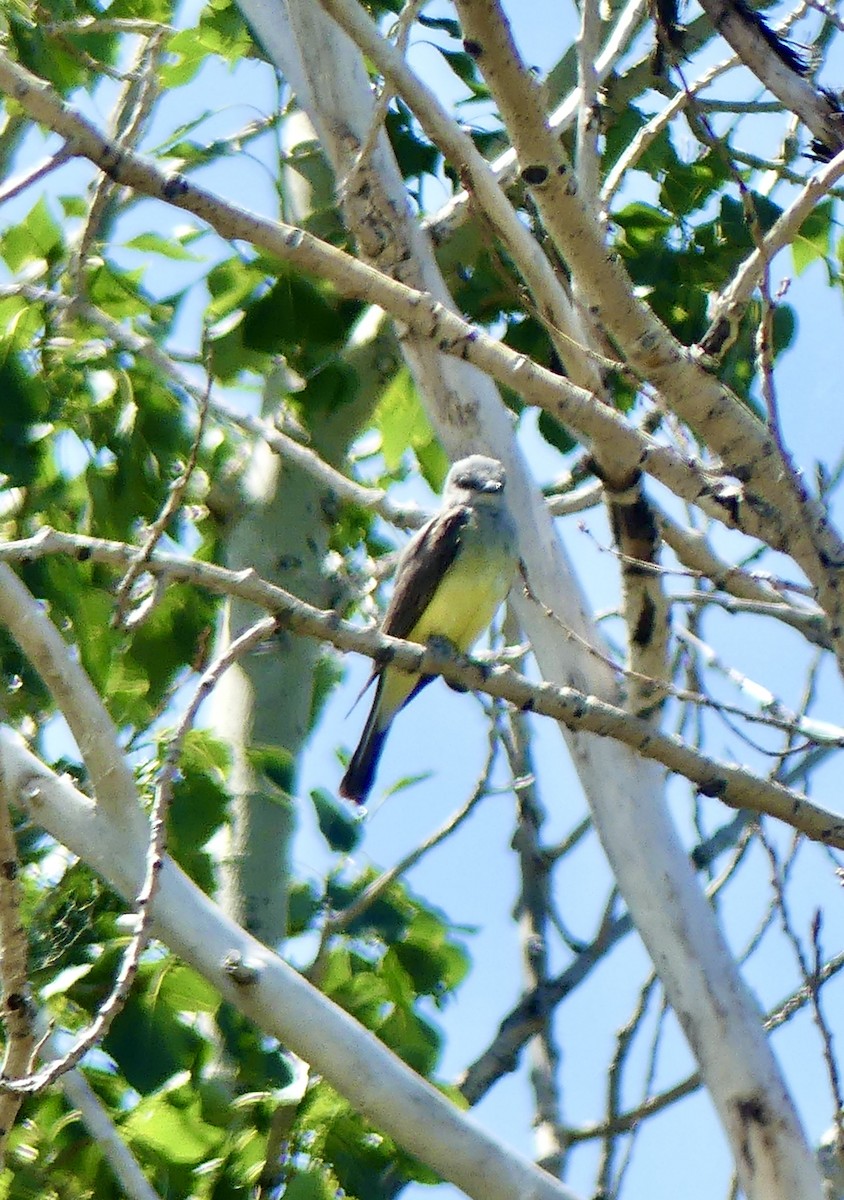 Schmalschnabel-Königstyrann - ML468665461