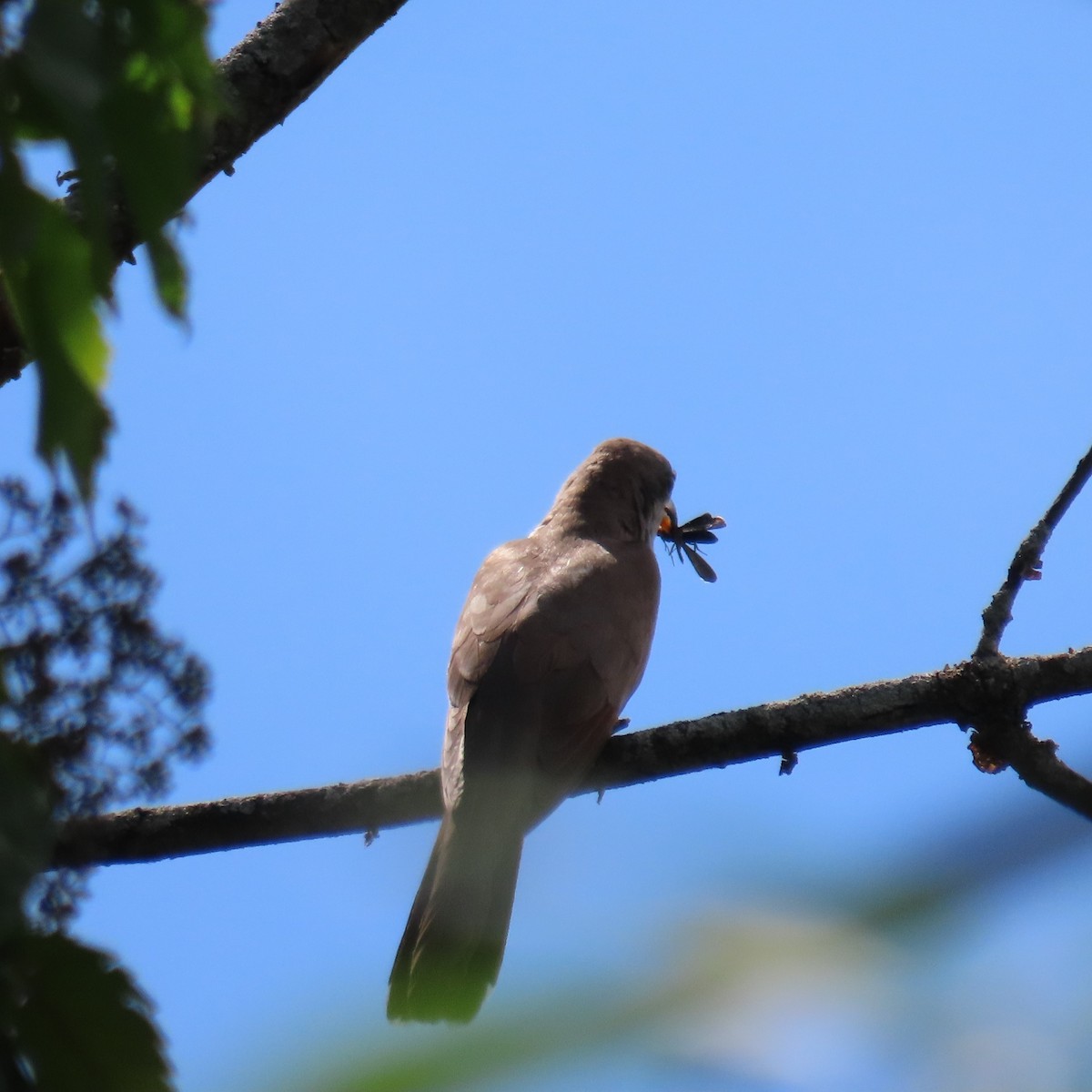 Yellow-billed Cuckoo - ML468665621