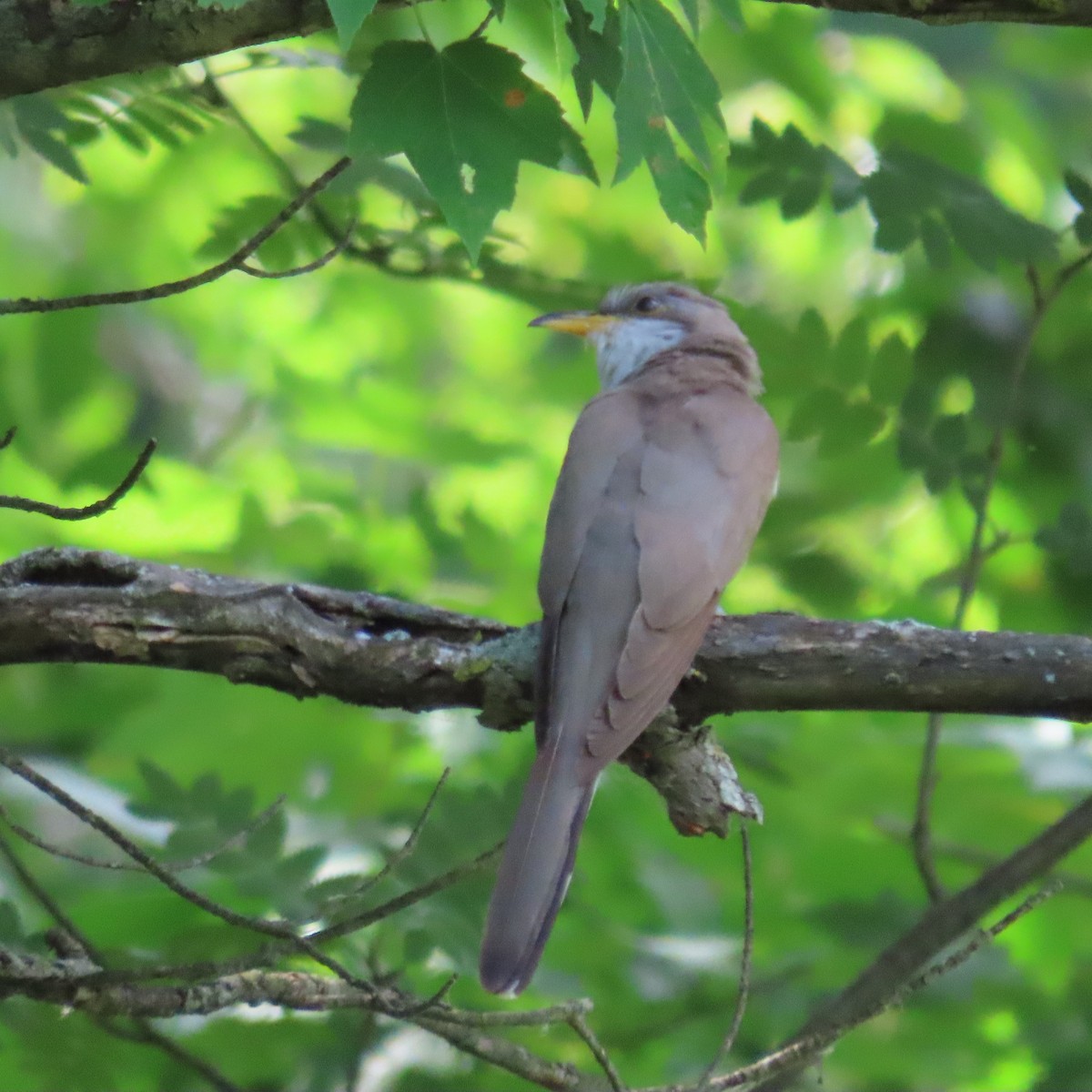 Yellow-billed Cuckoo - ML468665631