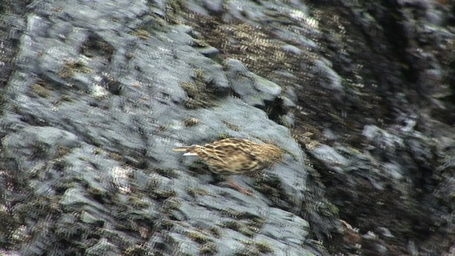 South Georgia Pipit - ML468666