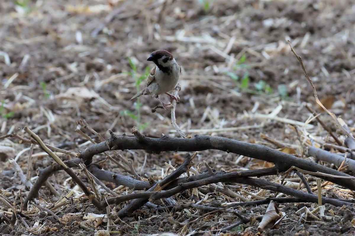 Eurasian Tree Sparrow - Nick  Kontonicolas