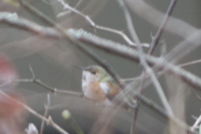 Rufous Hummingbird - ML46866691