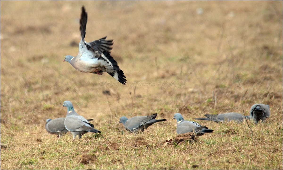 Common Wood-Pigeon - Santosh   Kumar Thakur ( Wildlifer)