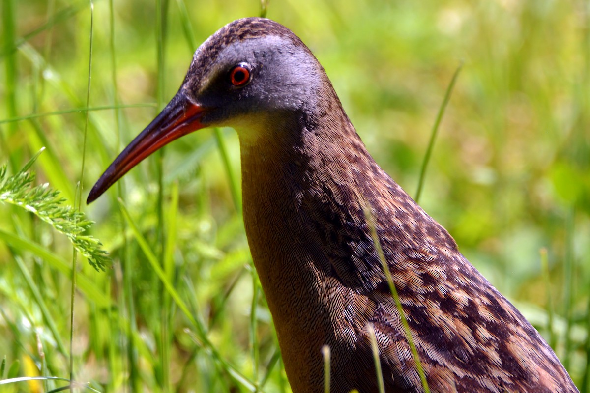 Virginia Rail - ML468669211