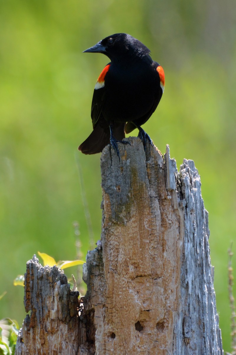 Red-winged Blackbird - ML468671231