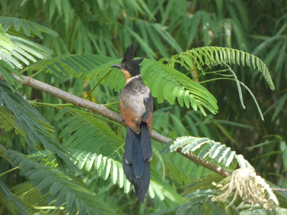 Chestnut-winged Cuckoo - ML468675071