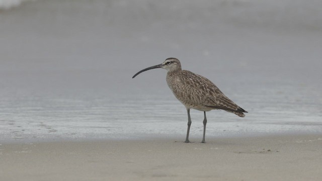 koliha malá (ssp. hudsonicus) - ML468675141