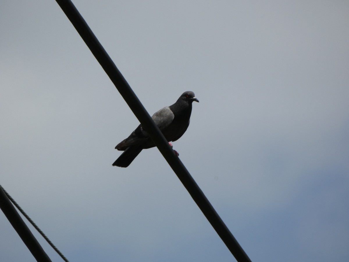 Rock Pigeon (Feral Pigeon) - ML468675381