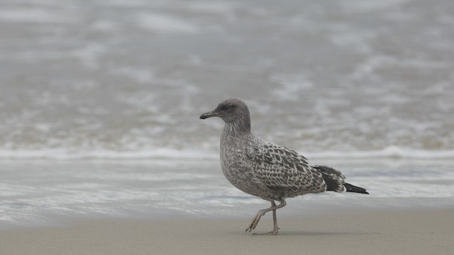 California Gull - ML468676411