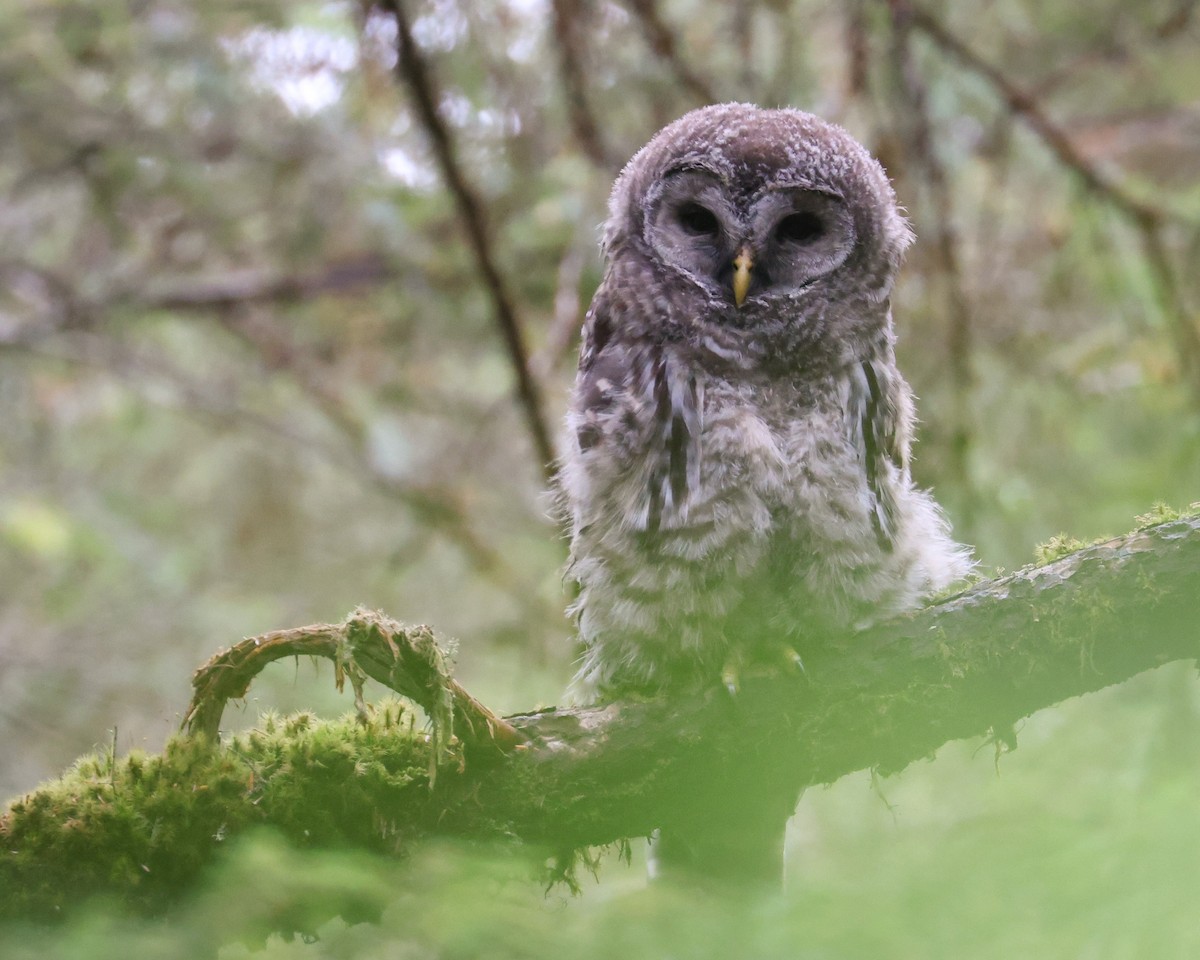 Barred Owl - Katie Harms