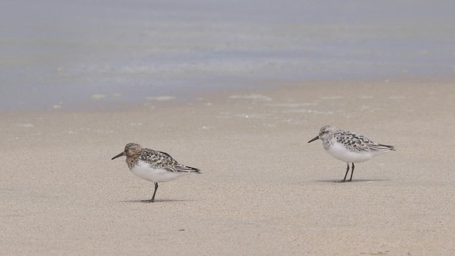 Bécasseau sanderling - ML468678161