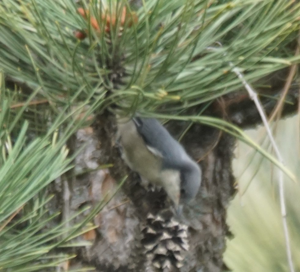 Pygmy Nuthatch - ML468680041