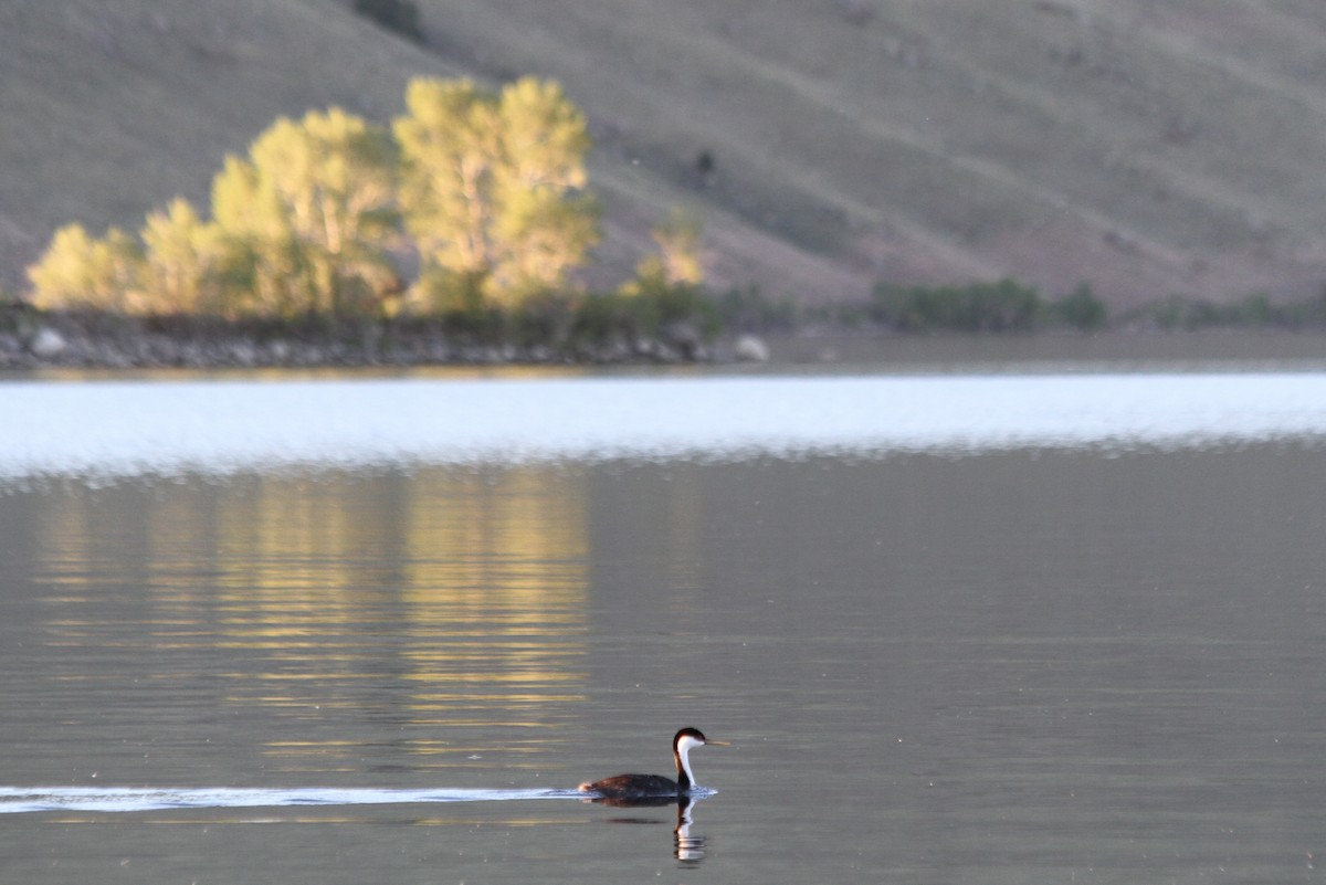 Western Grebe - ML468680501