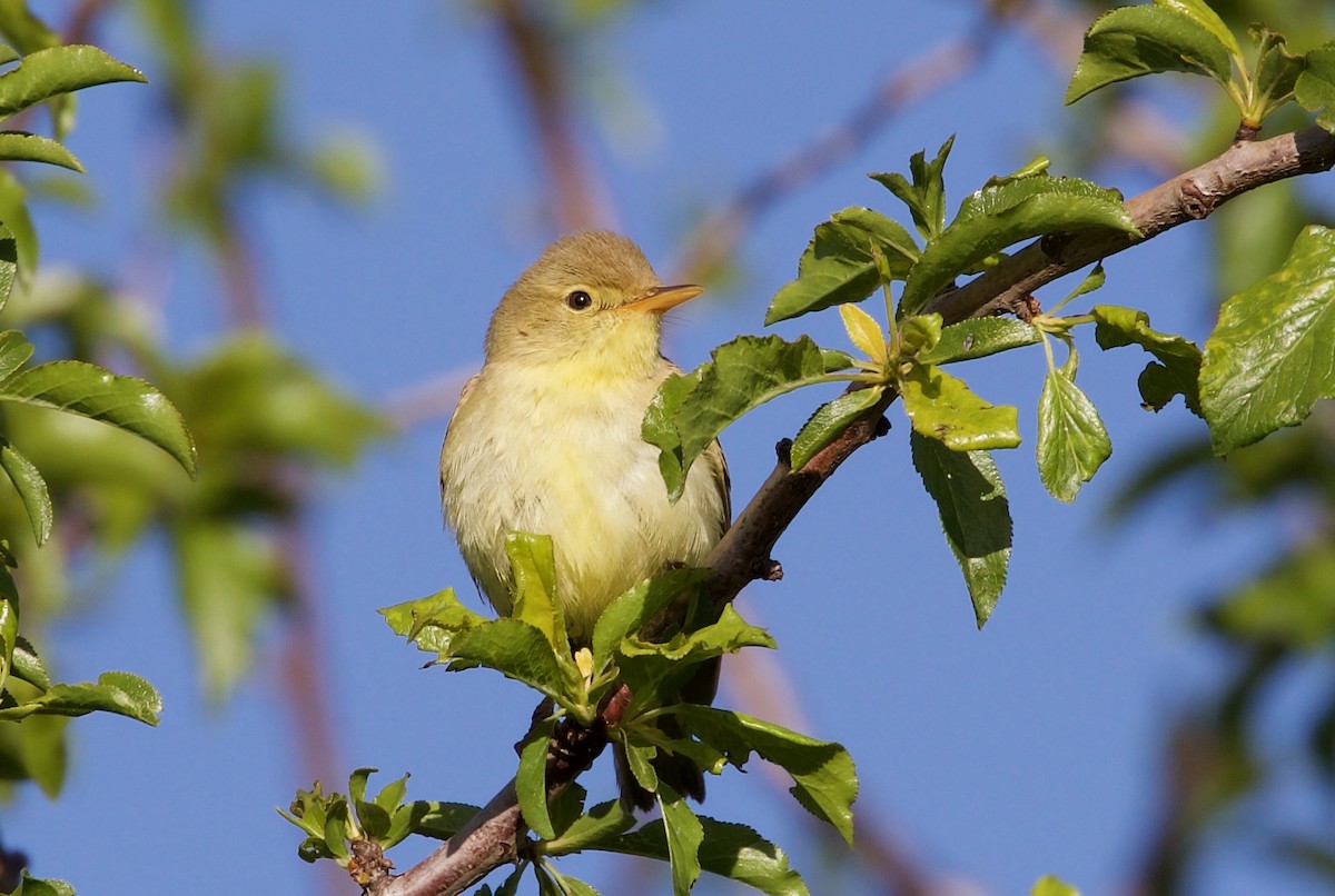 Melodious Warbler - ML468682411