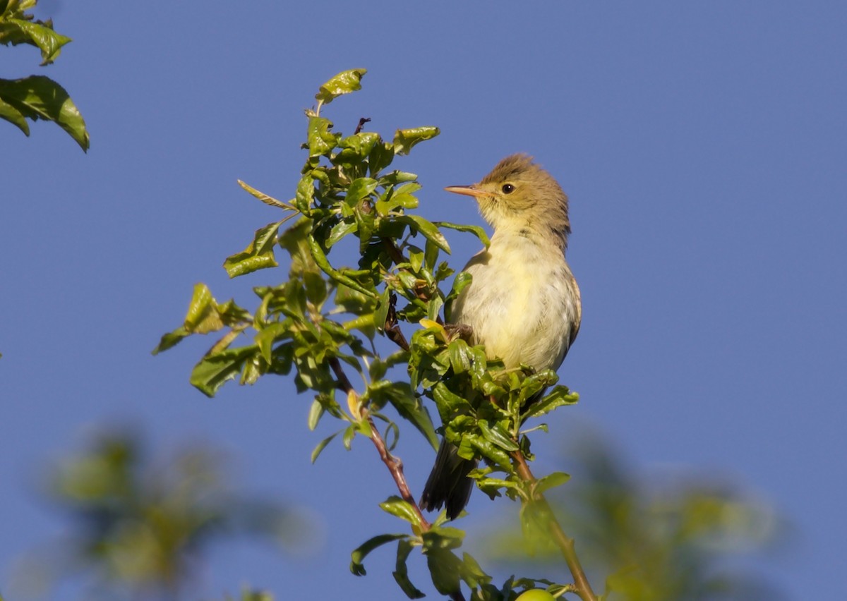 Melodious Warbler - ML468682421