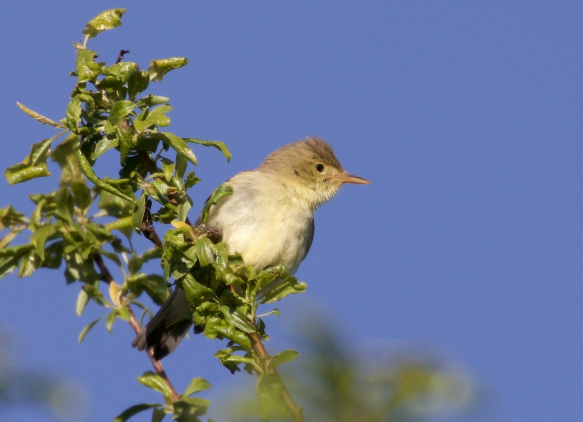 Melodious Warbler - ML468682431