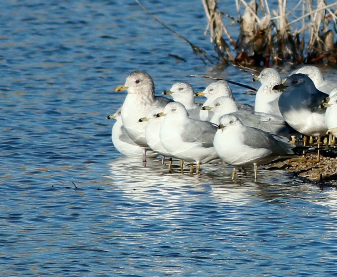 Iceland Gull (Thayer's) - ML46868301