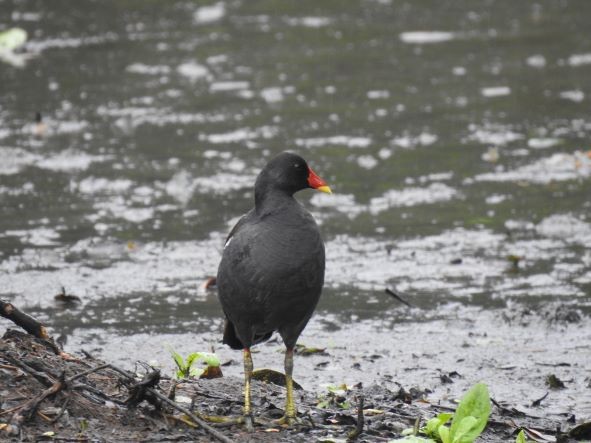 Gallinule poule-d'eau - ML468684511