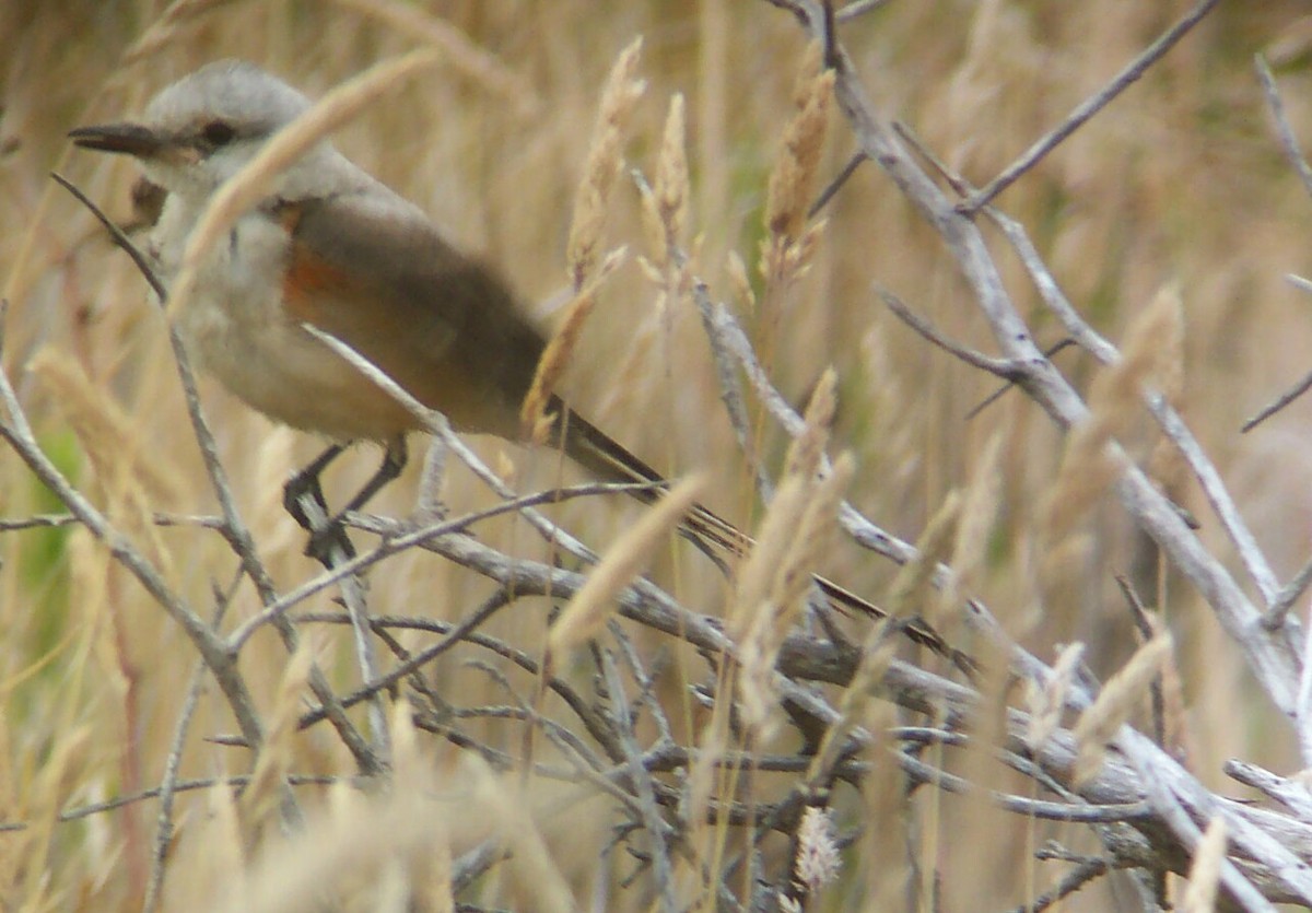 Scissor-tailed Flycatcher - Siobhan Ruck