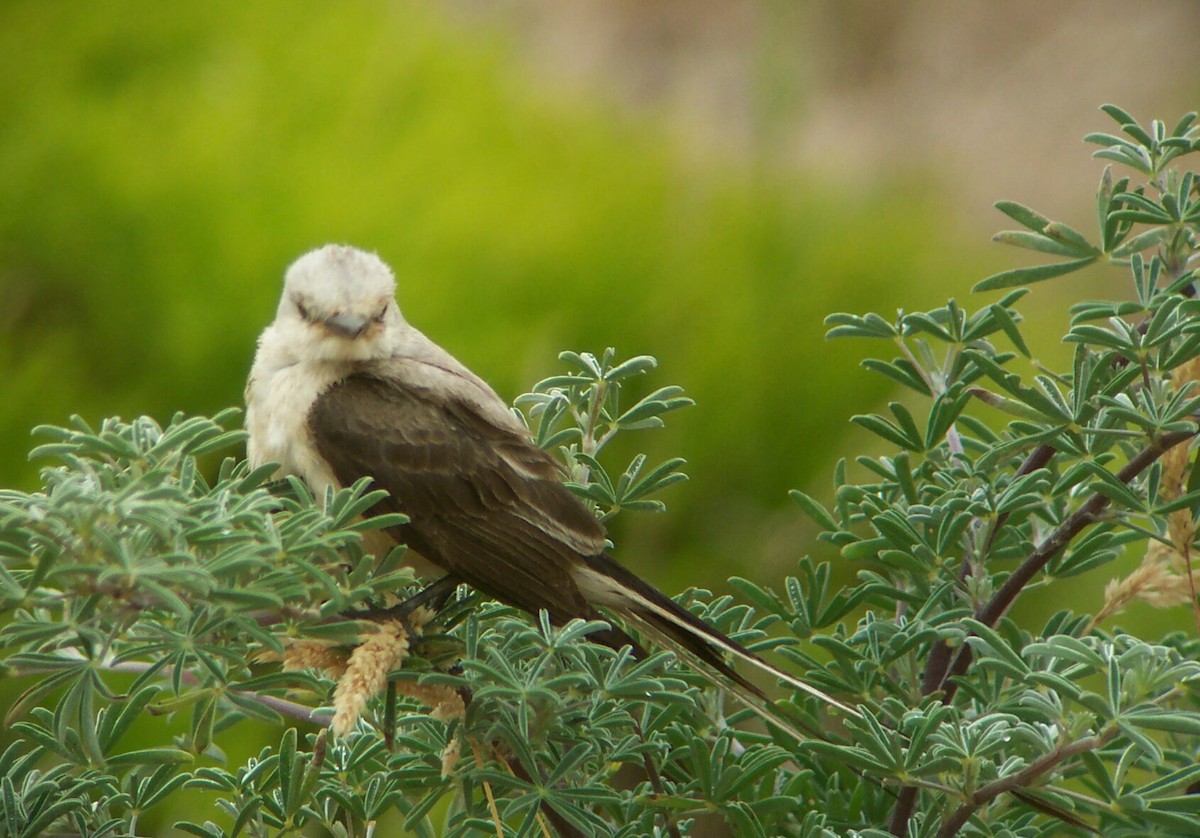 Scissor-tailed Flycatcher - ML468684631