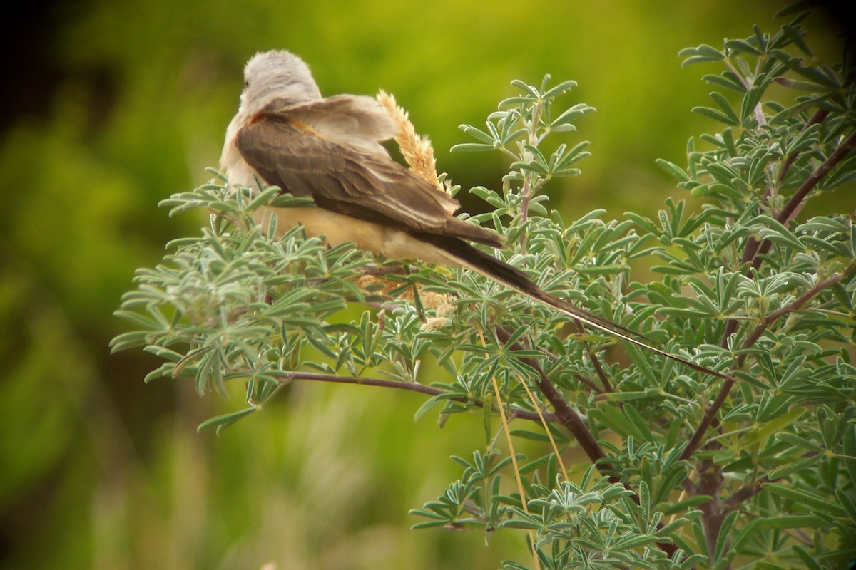 Scissor-tailed Flycatcher - ML468684641