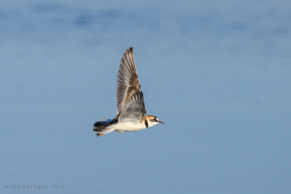 Collared Plover - Leonardo Retamal Friz