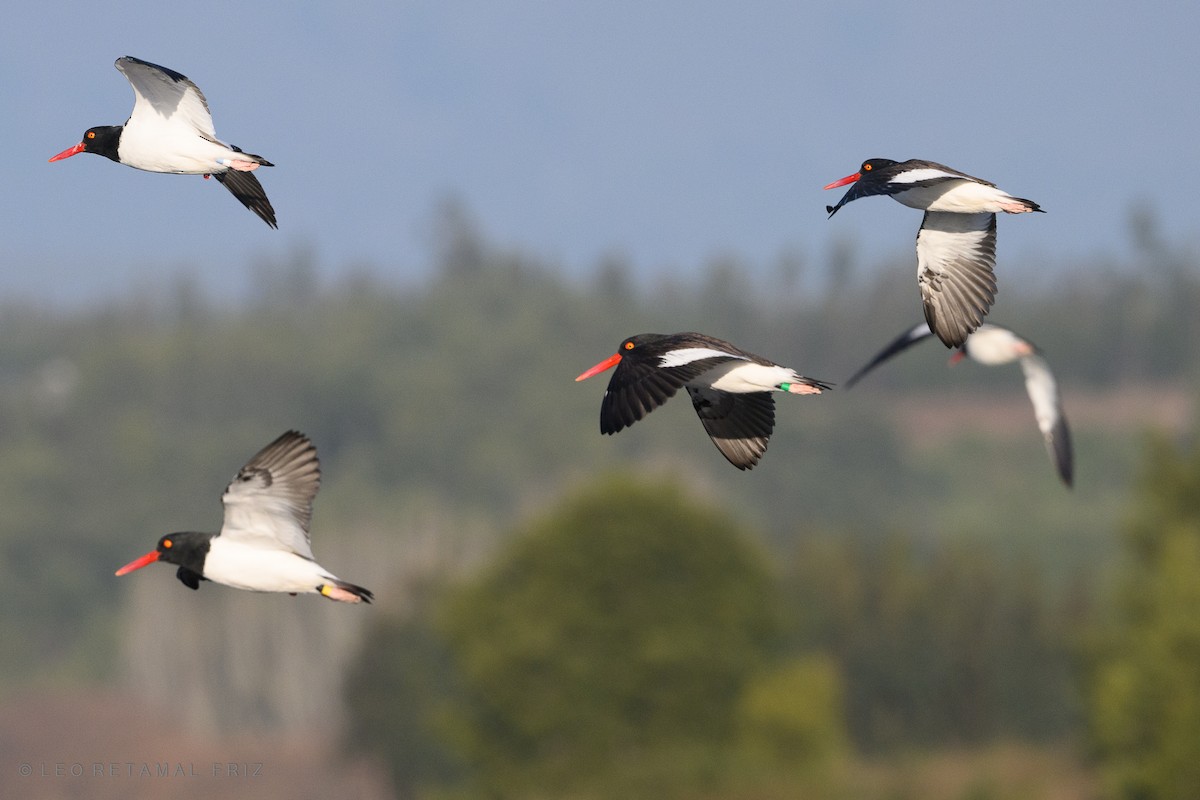 American Oystercatcher - ML468684851