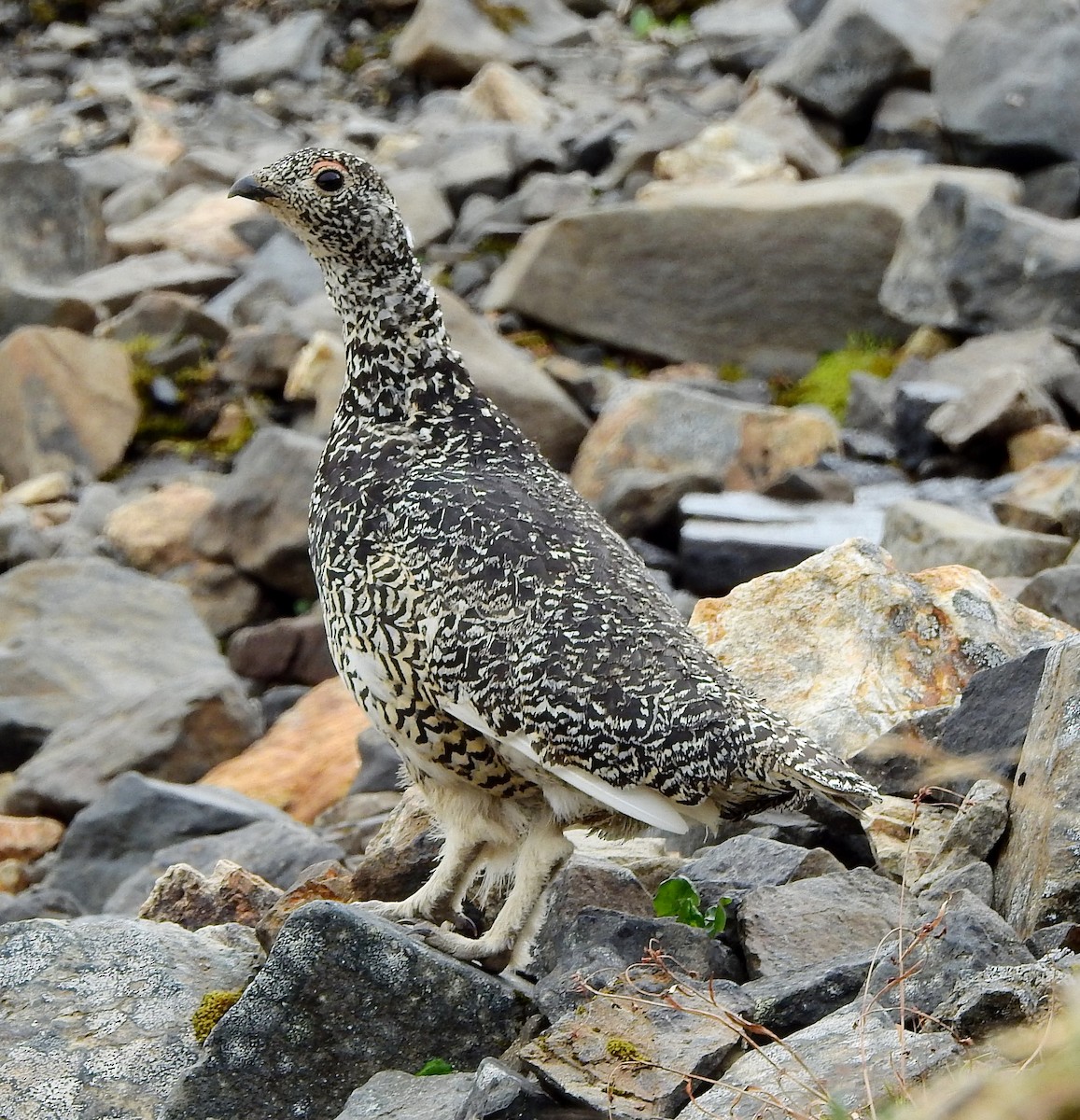 Weißschwanz-Schneehuhn - ML468684871