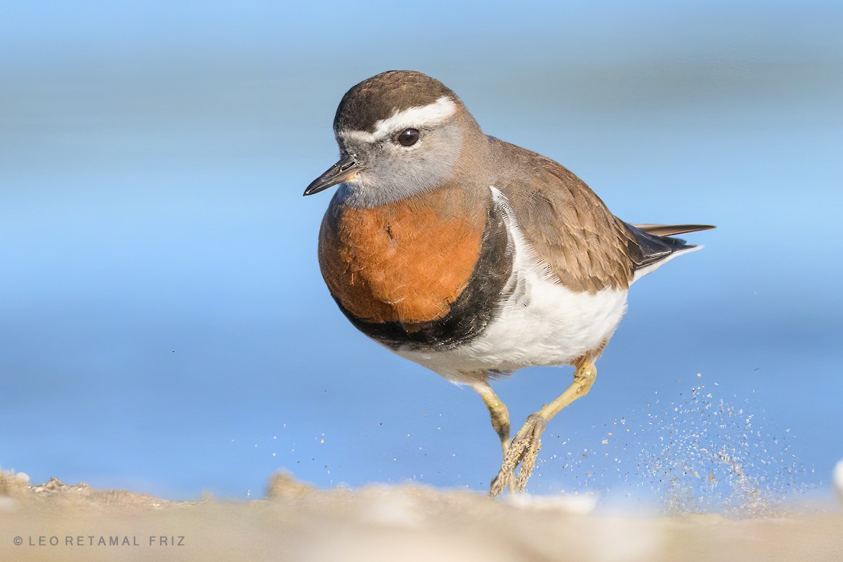 Rufous-chested Dotterel - ML468684921