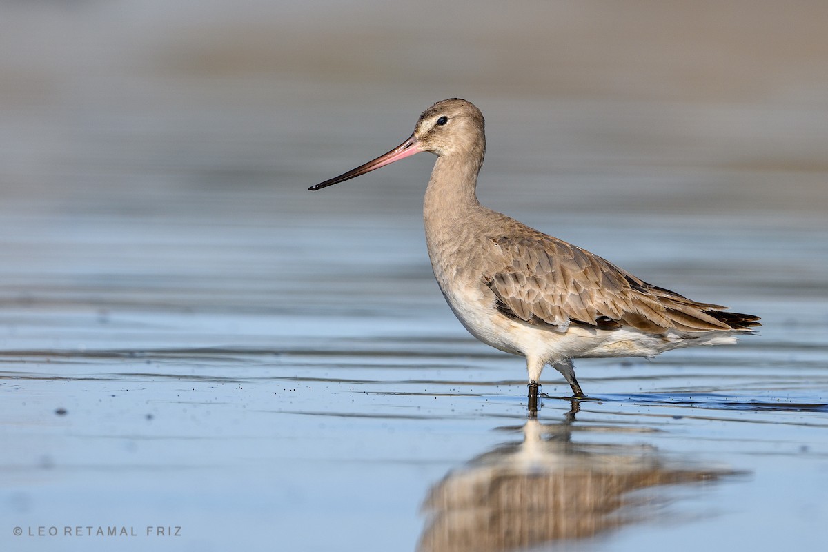 Hudsonian Godwit - ML468684931