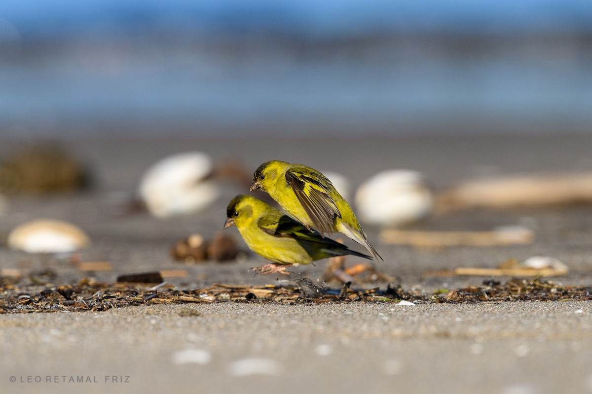 Black-chinned Siskin - ML468685041