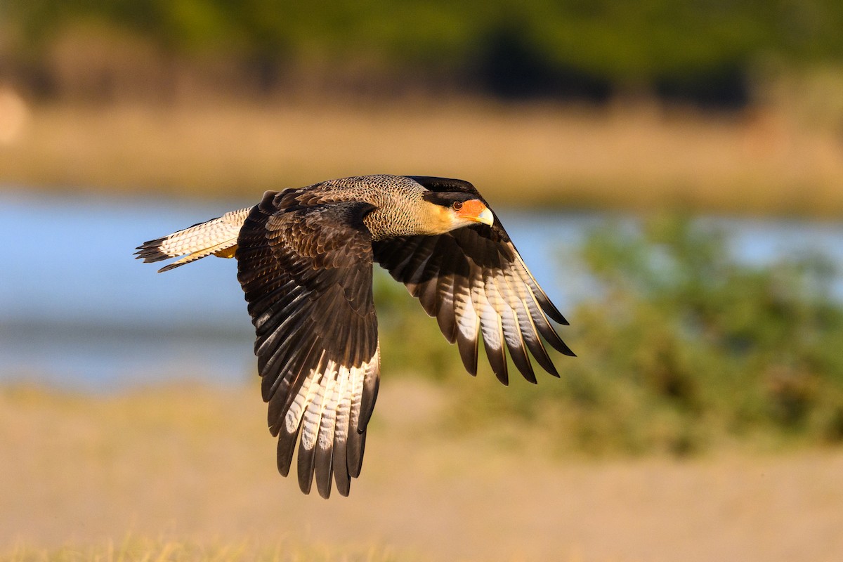 Crested Caracara - Leonardo Retamal Friz