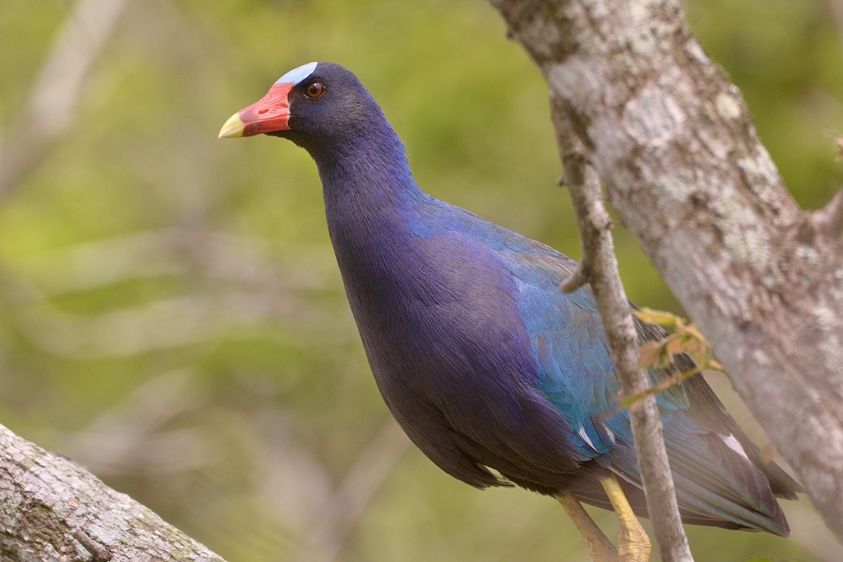 Purple Gallinule - L.Vidal Prado Paniagua