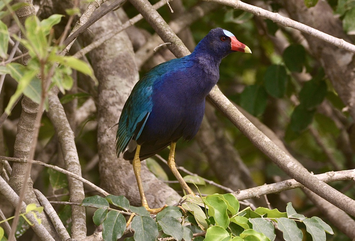 Purple Gallinule - L.Vidal Prado Paniagua