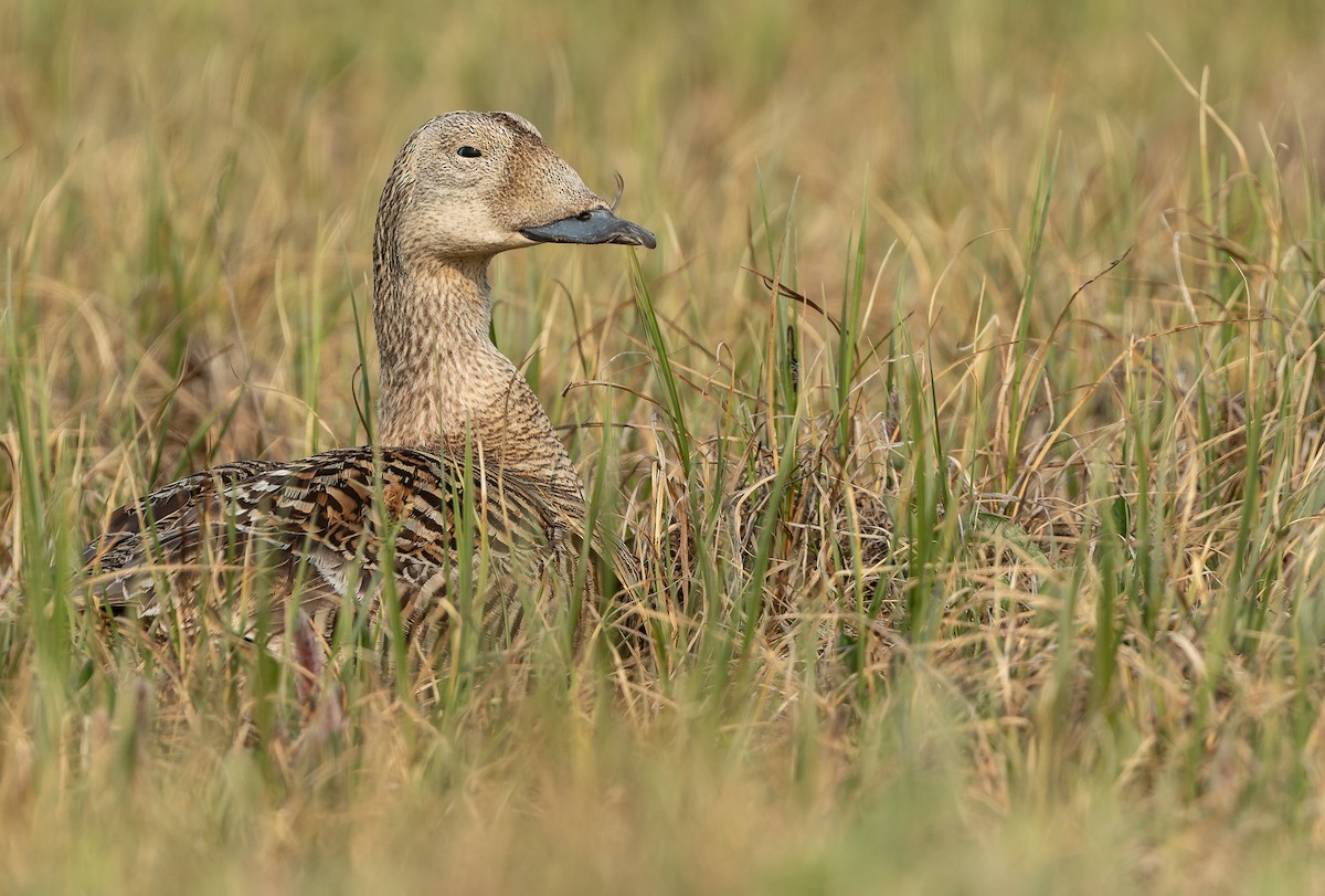 Spectacled Eider - ML468687441