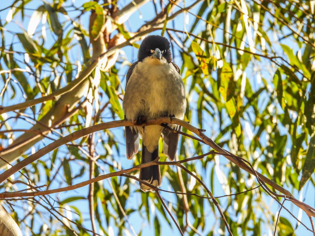 Gray Butcherbird - ML468687591