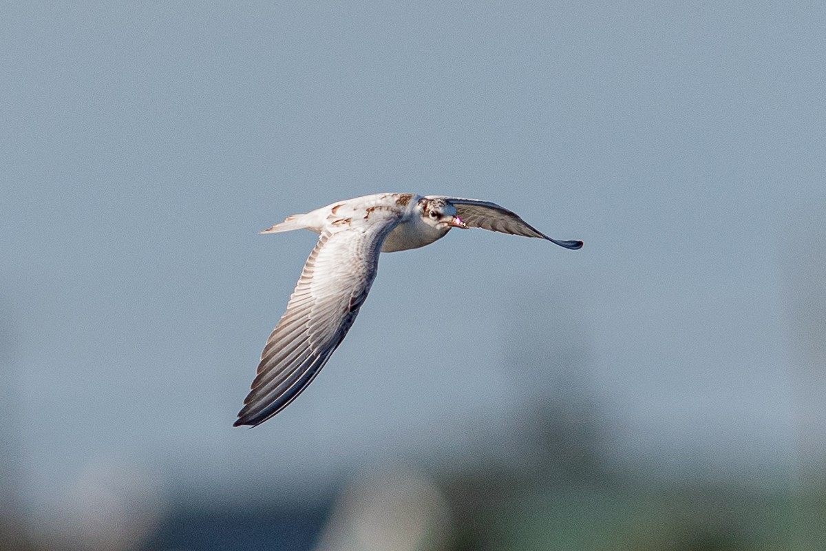 Whiskered Tern - ML468690001