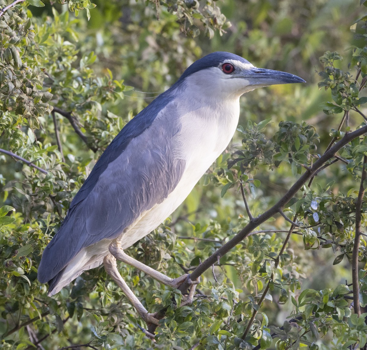 Black-crowned Night Heron - ML468690041