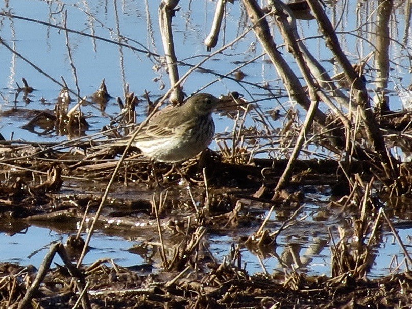 American Pipit - Vicki Dern