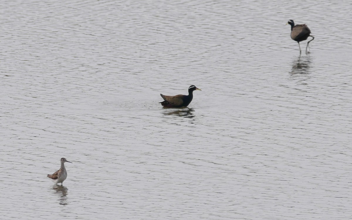 Bronze-winged Jacana - ML468691891