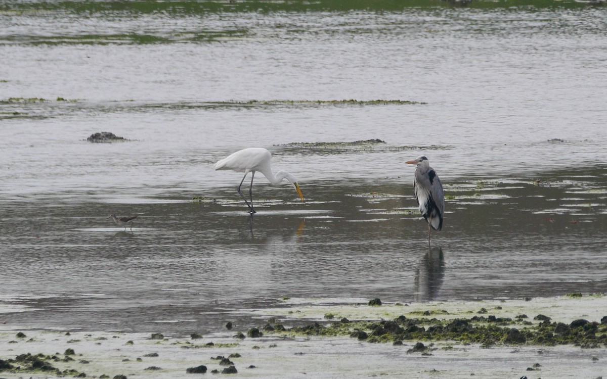 Great Egret - Sandeep Biswas