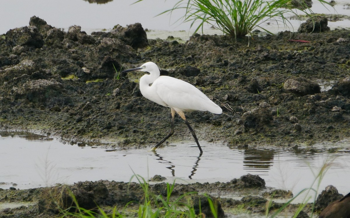 Little Egret - ML468692041