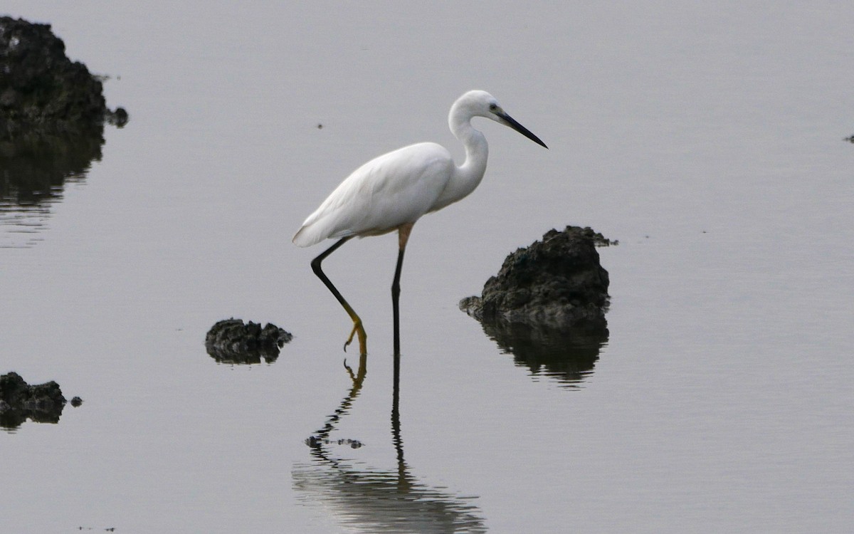 Little Egret - Sandeep Biswas